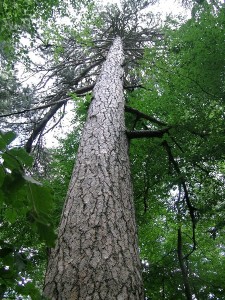 1. Esemplare di pino laricio nel bosco di Fallistro, Spezzano della Sila (Cs) - Ph. Luca Galli | CCBY2.0