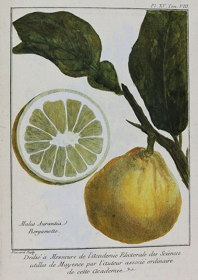 Tavola botanica dedicata al bergamotto, da Atlas du Traité historique des plantes qui croissent dans la Lorraine & les trois Evêchés. Par P. J. Buc'hoz (1762-1770)
