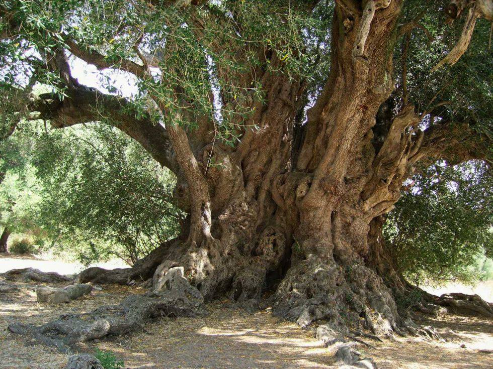 Sardegna - Il plurimillenario olivastro di Luras - Ph.