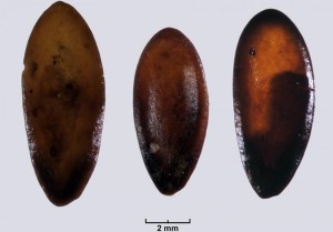 I semi millenari di melone ritrovati in Sardegna - Ph. CCB