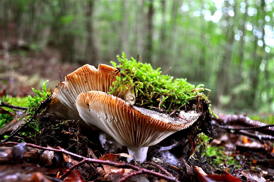 Autunno sul Pollino, magico regno dei funghi