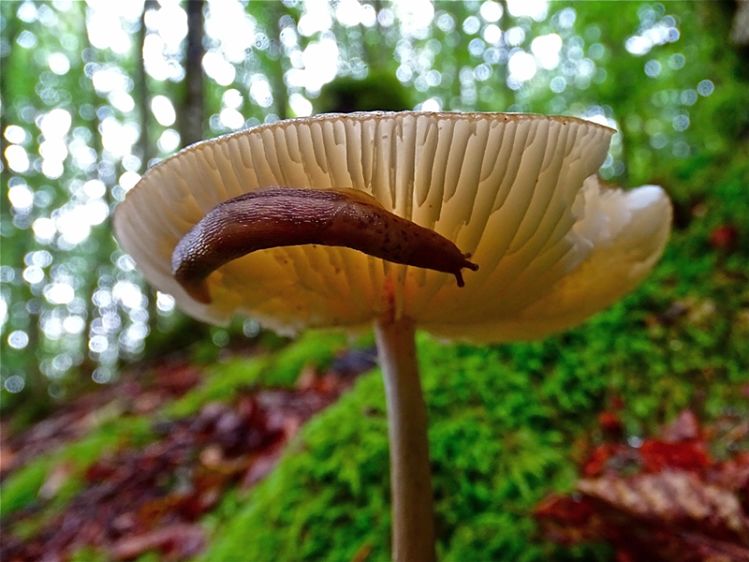 Autunno sul Pollino, magico regno dei funghi