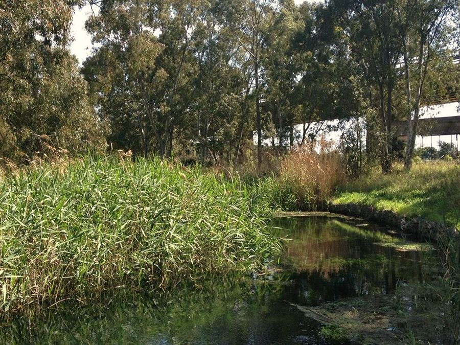 Il tarantino Galeso: il fiume che fece sognare i poeti, oggi in abbandono