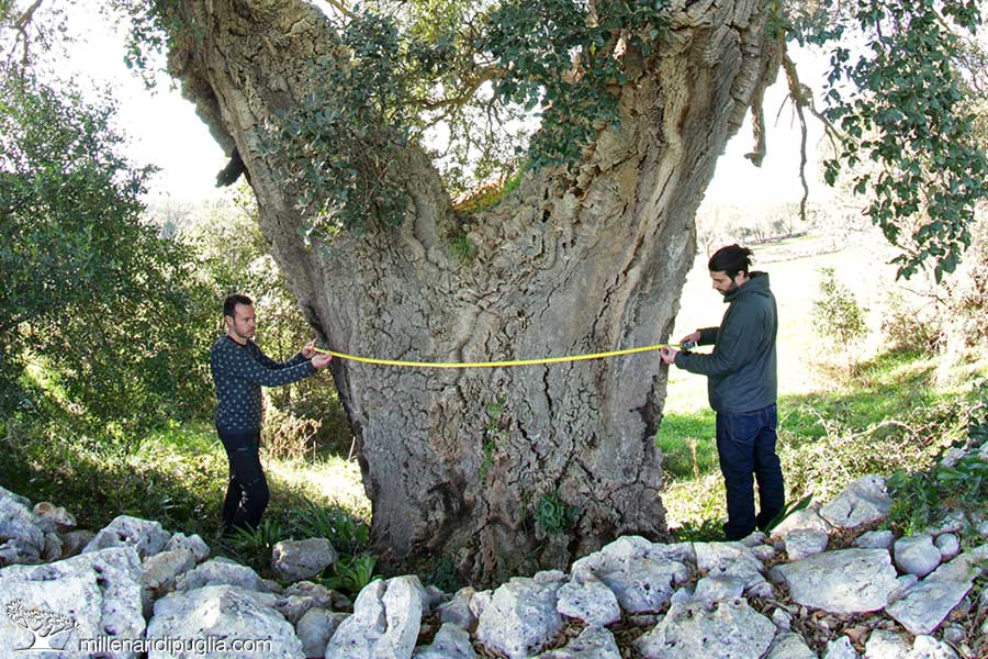 La quercia da sughero più grande di Puglia