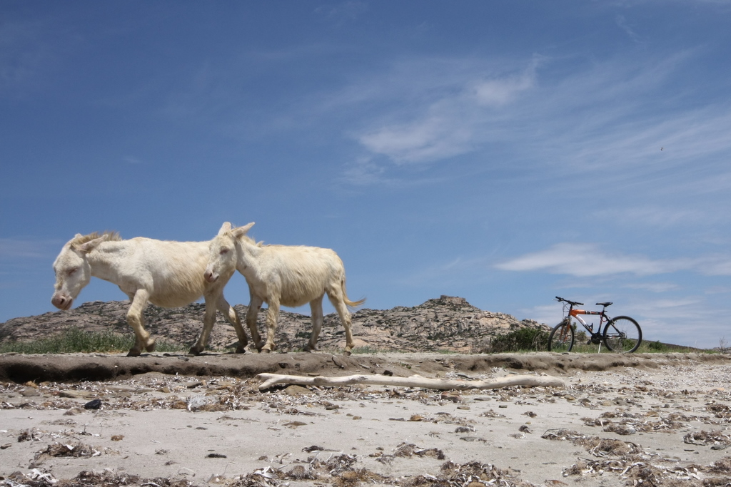 La sfolgorante Sardegna di Roberto Cossu