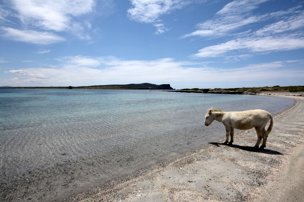 La sfolgorante Sardegna di Roberto Cossu