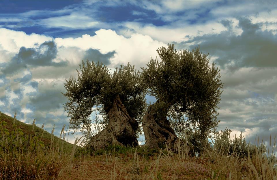 L'olivo millenario di Ferrandina