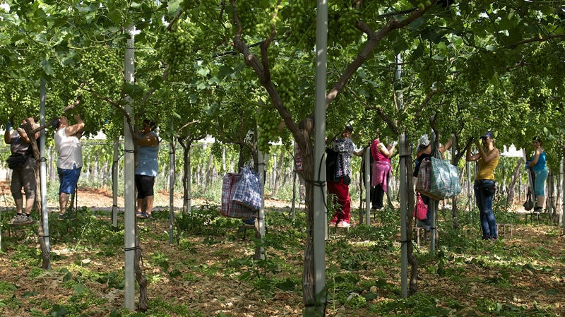 Masseria Serra dell'Isola: lo charme di un'antica dimora di campagna a Mola di Bari