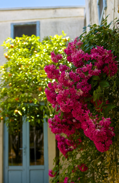 Masseria Serra dell'Isola: lo charme di un'antica dimora di campagna a Mola di Bari