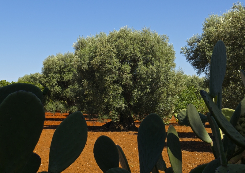 Masseria Serra dell'Isola: lo charme di un'antica dimora di campagna a Mola di Bari