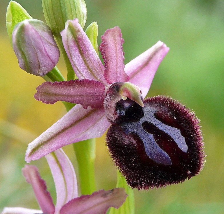 Orchidee Gargano