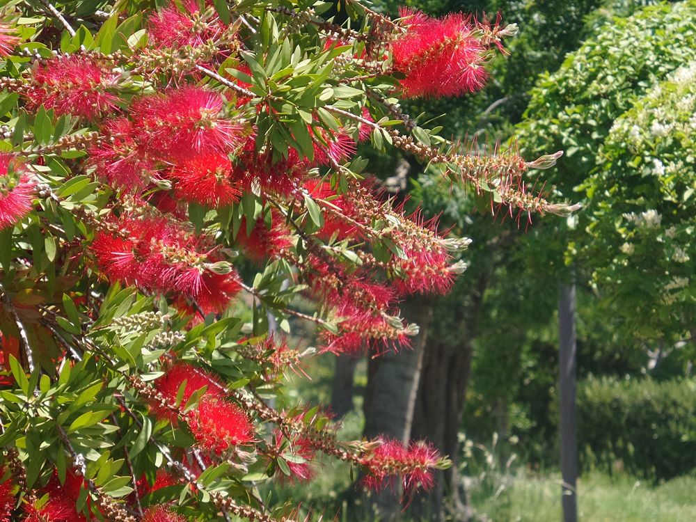 Parco della Biodiversità Mediterranea 2