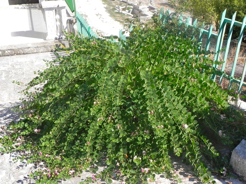 Pellegrina in Puglia: il racconto per immagini di Mara Catani