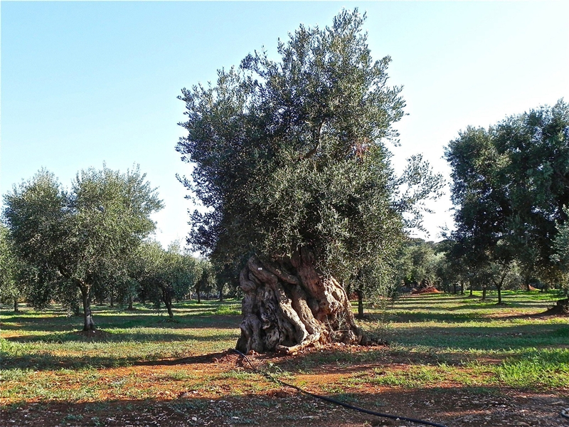 Pellegrina in Puglia: il racconto per immagini di Mara Catani