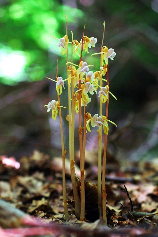 Scoperta nel Parco Nazionale della Sila l'Orchidea Fantasma, una straordinaria rarità botanica