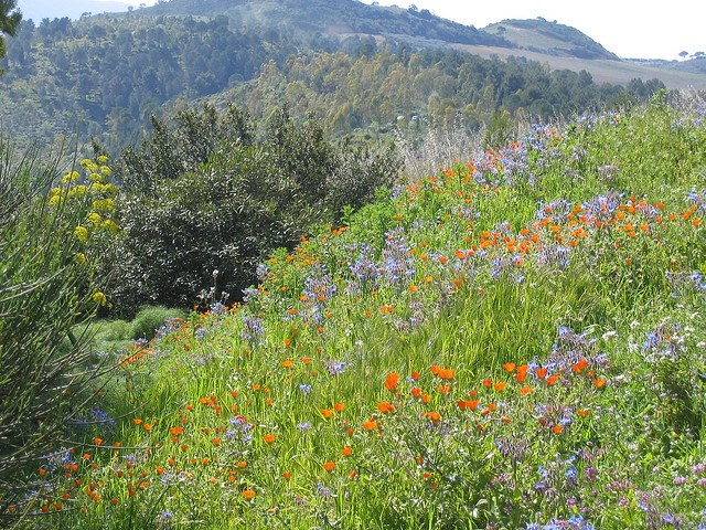 Primavera a Segesta - Image source