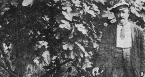 1910: Amato Tassa e quel fico gigante di Campania nel cuore di Washington