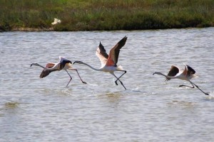 Fenicotteri nel Parco Salina Punta della Contessa - Ph. Facebook page del Parco