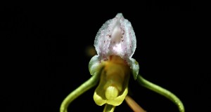 Scoperta nel Parco Nazionale della Sila l’Orchidea Fantasma, straordinaria rarità botanica
