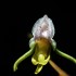 Scoperta nel Parco Nazionale della Sila l’Orchidea Fantasma, straordinaria rarità botanica