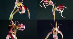 Orchidee: dai Tropici alla Calabria regine di biodiversità