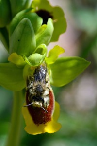 Ophrys lutea visitata da un insetto - Ph. Domenico Puntillo