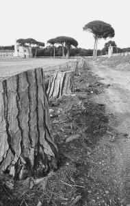 Reale Tenuta di Carditello: itronchi mozzati di parte dei 74 pini secolari abbattuti