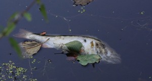 Inquietante morìa di pesci nel lago lucano del Pertusillo: sotto accusa le estrazioni petrolifere. Si temono rischi per la salute umana