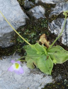 Esemplare di Pinguicula crystallina subsp. hirtiflora – Ph. Miltos Gikas | CCBY2.0