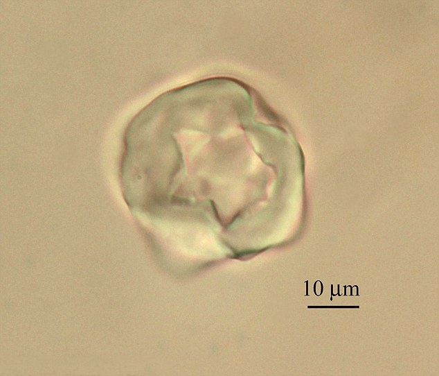Microfotografia di un granulo di amido trovato sul pestello - Ph. courtesy Marta Mariotti Lippi/PNAS