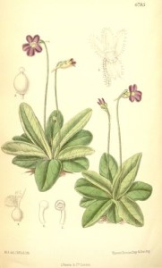 Pinguicula crystallina subsp. hirtiflora, antica tavola botanica