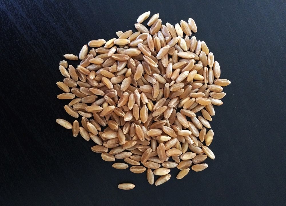 Chicchi di grano Russello, insieme al Timilia, il grano più antico della Sicilia - Ph. IppidumNissenae | CCBY-SA4.0