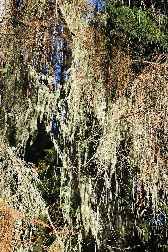 Esempio di licheni fruticosi penduli del genere Usnea  che colonizzano i rami di un Larice (Larix decidua) in Sila, località Fossiata – Ph. © Domenico Puntillo