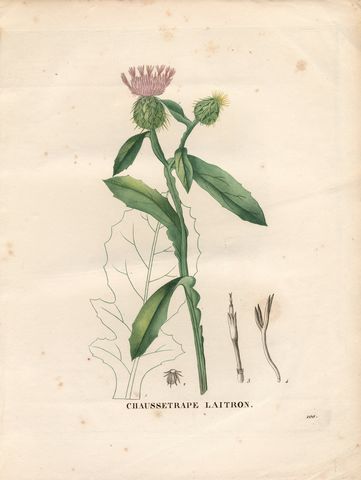 Centaurea seridis subsp. sonchifolia in un antico atlante botanico - Image source | Public domain