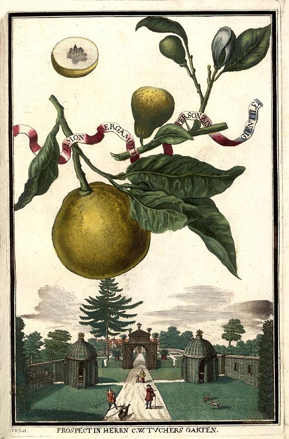 Una delle tavole dedicate da Johann Christoph Volkamer al bergamotto, XVIII sec.