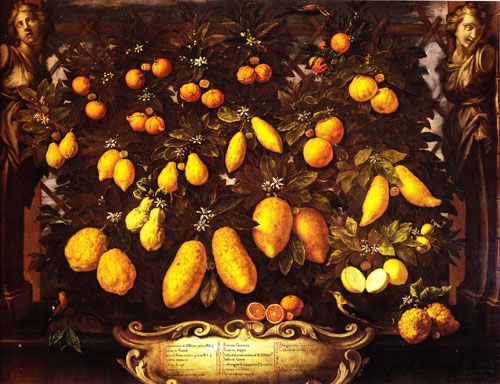 Gli agrumi dipinti di Bartolomeo Bimbi, fra cui il bergamotto (in alto a destra), XVII sec.
