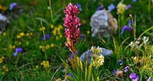Valorizzare il territorio con l’escursionismo botanico: è la proposta di due associazioni calabresi
