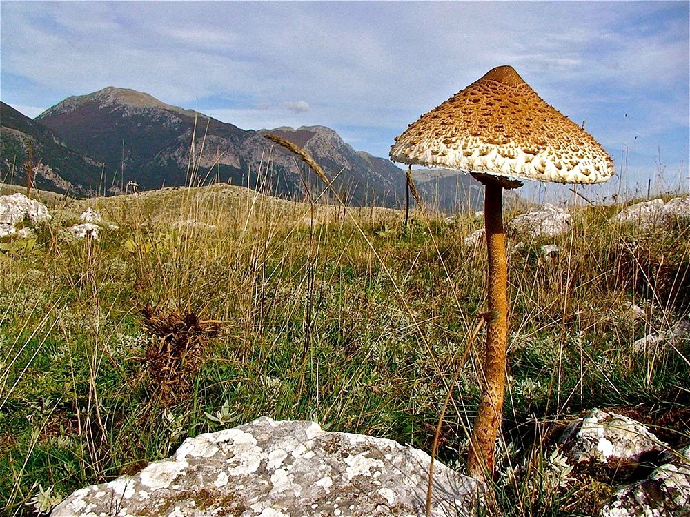 Calabria - Esemplare di fungo Mazza di tamburo (Macrolepiota procera) - Ph. © Stefano Contin | Photo gallery a fondo pagina