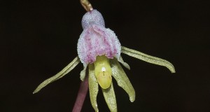 Orchidea Fantasma. Per la prima volta in Puglia avvistata la rarissima pianta