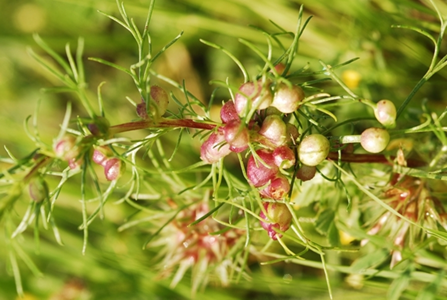 Galla dell'artemisia (Artemisia campestris L. subsp. variabilis (Ten.) Greuter) - Ph. © Domenico Puntillo