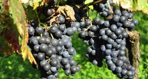 Pallagrello: alla Reggia di Caserta ritorna il vino dei Borboni