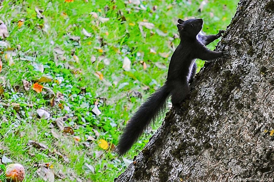 Esemplare di scoiattolo meridionale (Sciurus meridionalis), Parco Nazionale della Sila (Centro Visite Cupone), fotografato nel 2012 - Ph. © Ferruccio Cornicello