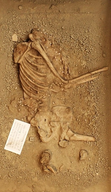 Lo scheletro di Avignone, V millennio a.C. - Ph. © Aurélie Zemour