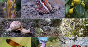 Biodiversità nel Sud Italia
