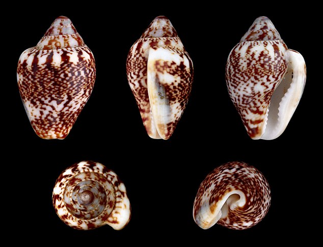 Esemplari di conchiglie di Columbella rustica, specie di mollusco presente nel Mediterraneo - Ph.H. Zell| ccby-sa3.0