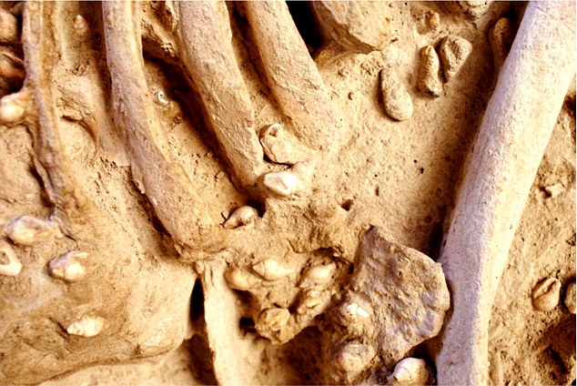 Le conchiglie marine applicate sulla tunica, ormai scomparsa, indossata dall'uomo del Neolitico il cui scheletro è stato ritrovato ad Avignon-La Balance - Ilot P (Francia) - Ph. Aurélie Zemour