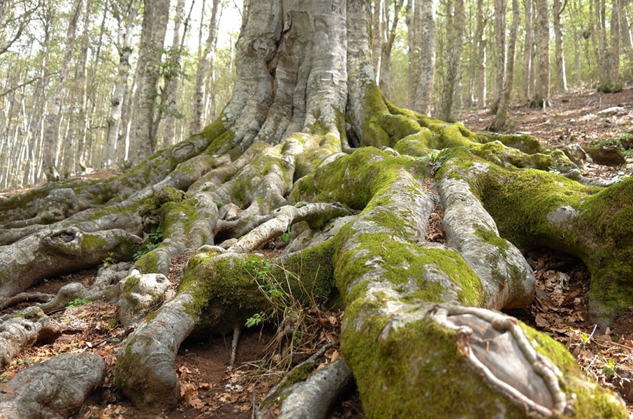 Radici monumentali di un faggio selvatico, Parco Nazionale del Pollino – Ph. © Andrea Martini di Cigala