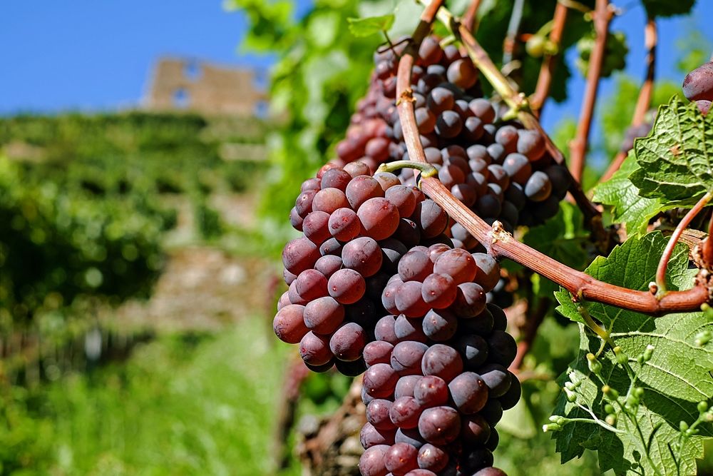 grapes_wine_opt