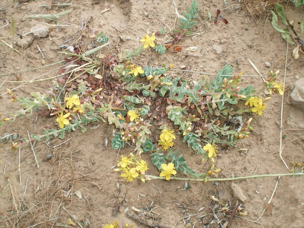 Esemplare di Hypericum Scruglii, pianta endemica della Sardegna centro-orientale