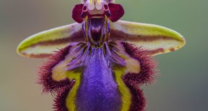 Salento: la rara orchidea Ophrys speculum riappare dopo 131 anni